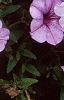 Petunia 'Plum Crazy Madness', flowers