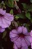 Petunia 'Plum Crazy Madness', flowers