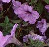 Petunia 'Plum Crazy Madness', flowers