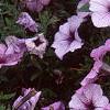 Petunia 'Plum Crazy Madness', flowers