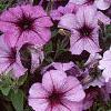 Petunia 'Plum Crazy Madness', flowers