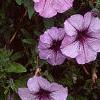 Petunia 'Plum Crazy Madness', flowers