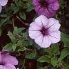 Petunia 'Plum Crazy Madness', flowers