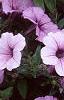 Petunia 'Plum Crazy Madness', flowers