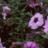 Petunia 'Plum Crazy Madness', flowers