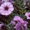 Petunia 'Plum Crazy Madness', flowers