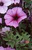 Petunia 'Plum Crazy Madness', flowers