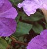 Petunia 'Primetime Light Blue', flowers
