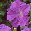 Petunia 'Primetime Light Blue', flowers