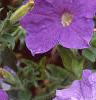 Petunia 'Primetime Light Blue', flowers