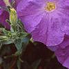 Petunia 'Primetime Light Blue', flowers