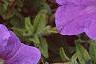 Petunia 'Primetime Light Blue', flowers