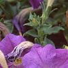 Petunia 'Primetime Light Blue', flowers