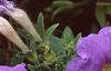 Petunia 'Primetime Light Blue', flowers