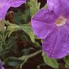 Petunia 'Primetime Light Blue', flowers