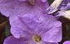 Petunia 'Primetime Light Blue', flowers