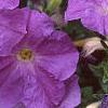 Petunia 'Primetime Light Blue', flowers