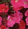 Petunia 'Primetime Pink', flowers