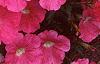 Petunia 'Primetime Pink', flowers