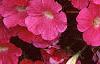 Petunia 'Primetime Pink', flowers