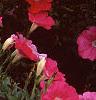 Petunia 'Primetime Pink', flowers