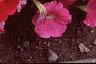 Petunia 'Primetime Pink', flowers