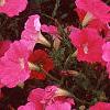 Petunia 'Primetime Pink', flowers
