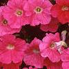 Petunia 'Primetime Pink', flowers