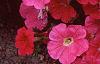 Petunia 'Primetime Pink', flowers