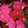 Petunia 'Primetime Pink', flowers