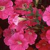 Petunia 'Primetime Pink', flowers