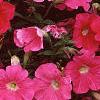 Petunia 'Primetime Pink', flowers