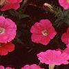 Petunia 'Primetime Pink', flowers