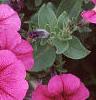Petunia 'Primetime Plum', flowers