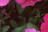 Petunia 'Primetime Plum', flowers