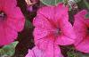 Petunia 'Primetime Plum', flowers