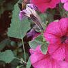 Petunia 'Primetime Plum', flowers