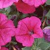 Petunia 'Primetime Plum', flowers