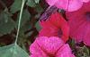 Petunia 'Primetime Plum', flowers