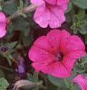 Petunia 'Primetime Plum', flowers