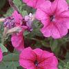 Petunia 'Primetime Plum', flowers