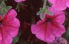 Petunia 'Primetime Plum', flowers