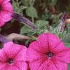 Petunia 'Primetime Plum', flowers