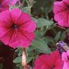 Petunia 'Primetime Plum', flowers