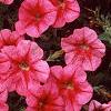 Petunia 'Primetime Red Vein', flowers