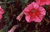 Petunia 'Primetime Red Vein', flowers