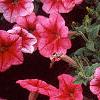 Petunia 'Primetime Red Vein', flowers