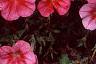 Petunia 'Primetime Red Vein', flowers