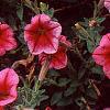 Petunia 'Primetime Red Vein', flowers