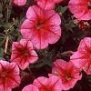 Petunia 'Primetime Red Vein', flowers